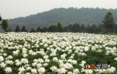 白芍的种植前景 白芍的种植前景如何