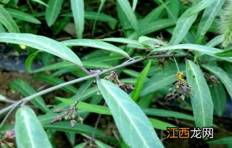 白前怎么种好 白花前胡什么时候种植最佳