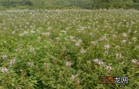 猫须草的种植技术 猫须草种植生长期多久