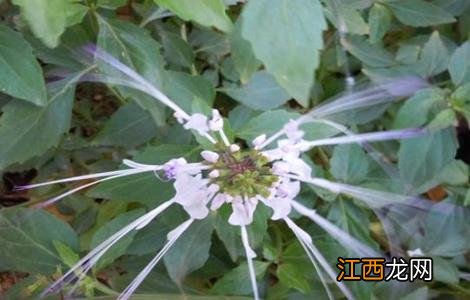 猫须草的种植技术 猫须草种植生长期多久