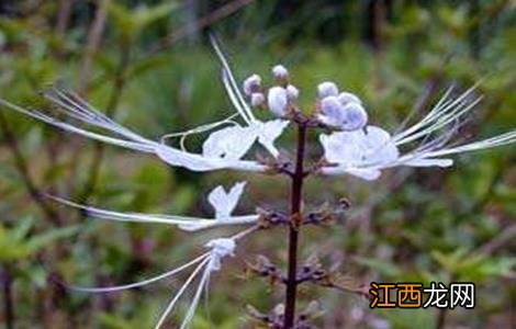 猫须草的种植技术 猫须草种植生长期多久