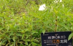 泽兰的种植技术 泽兰生长环境