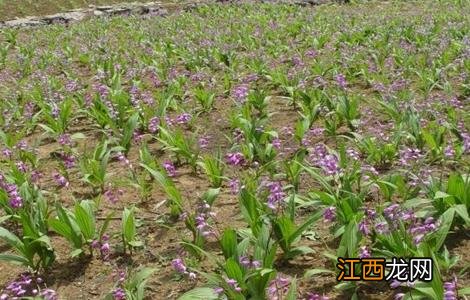 白芨种植条件和注意事项 白芨种植条件