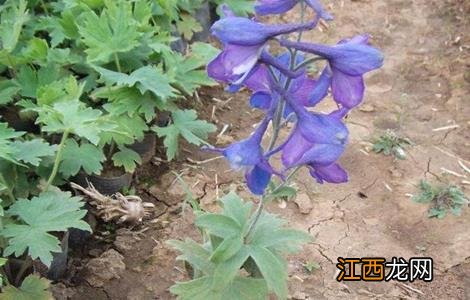 飞燕草种植技术 飞燕草种植技术和管理