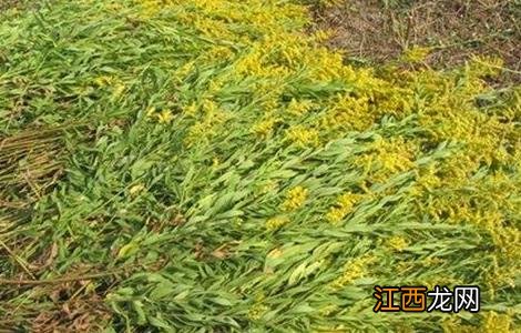 一枝黄花的种植技术 一枝黄花种植技术和亩效益