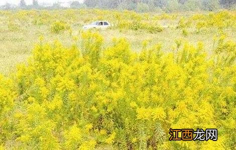 一枝黄花的种植技术 一枝黄花种植技术和亩效益