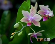 无根兰花能养活吗 兰花无根能栽活吗