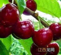 车厘子季节是什么时候 车厘子季节是什么时候成熟