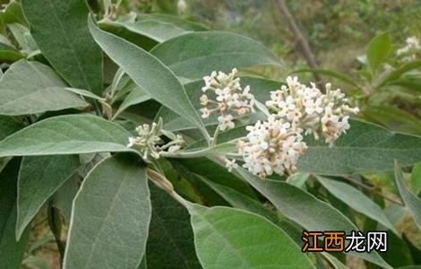 密蒙花怎样种植 密蒙花的种植技术