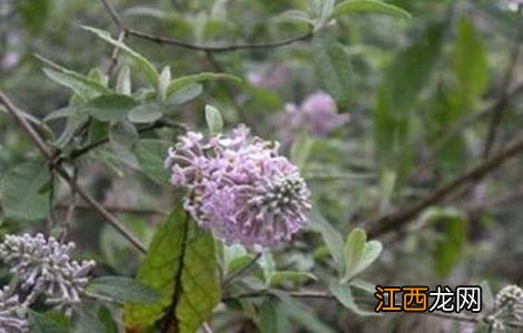 密蒙花怎样种植 密蒙花的种植技术