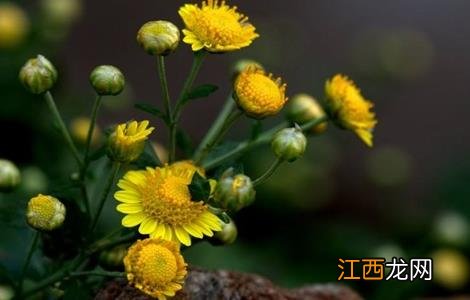 野菊花的种植技术 野菊花的种植技术视频