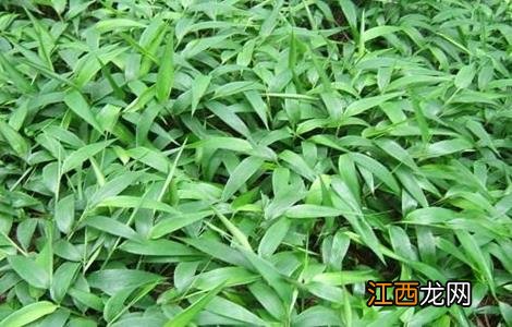 淡竹叶的种植技术 淡竹叶的种植技术有哪些