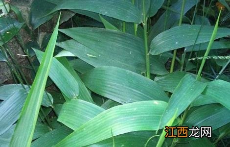 淡竹叶的种植技术 淡竹叶的种植技术有哪些