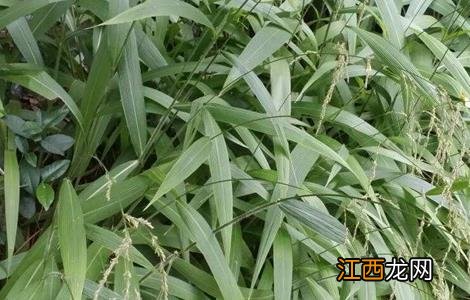 淡竹叶的种植技术 淡竹叶的种植技术有哪些