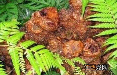 金毛狗脊如何种植 狗脊的种植技术