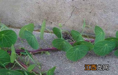 防己种植技术视频 防己的种植技术