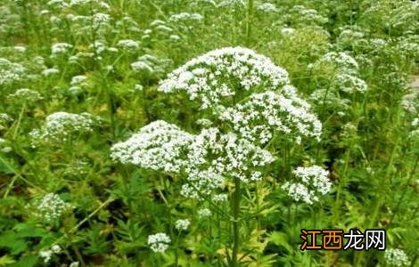 缬草种植条件 缬草的种植技术