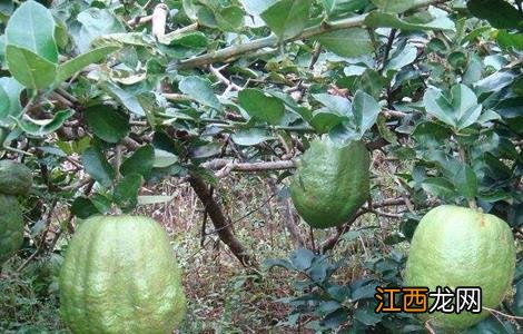 香橼的栽培和种植技术 香橼种植时要注意些什么