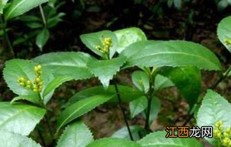 肿节风的种植技术 肿节风产地