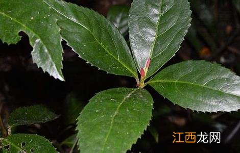 肿节风的种植技术 肿节风产地