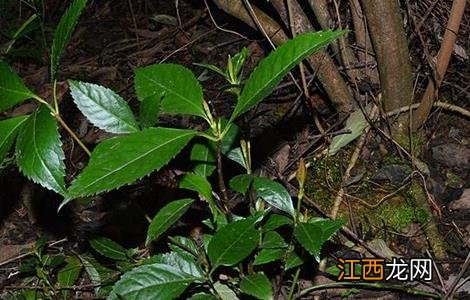 肿节风的种植技术 肿节风产地