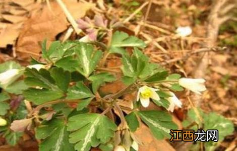 天葵子的种植技术 天葵子怎么种植