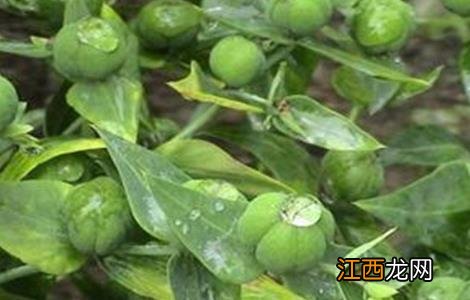 木蝴蝶的种植技术 木蝴蝶怎么种植