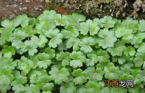 连钱草的种植技术 连钱草种植方法