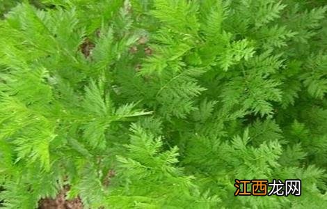 青蒿的繁殖方法 青蒿的繁殖方式