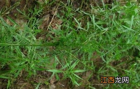 青蒿的繁殖方法 青蒿的繁殖方式