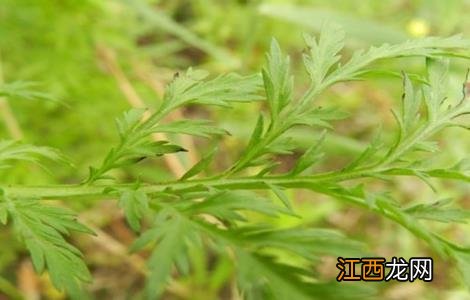 青蒿的繁殖方法 青蒿的繁殖方式