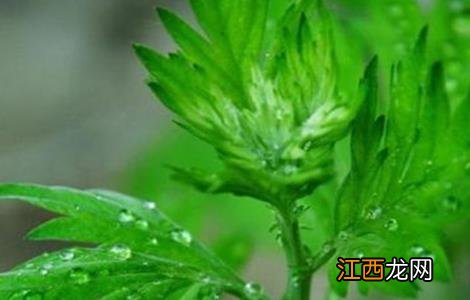 青蒿病虫害的防治方法有 青蒿病虫害的防治方法