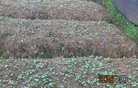 竹节参的种植技术 竹节参的种植技术与管理