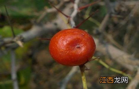 酸枣仁的种植技术 酸枣仁种植技术及亩收益