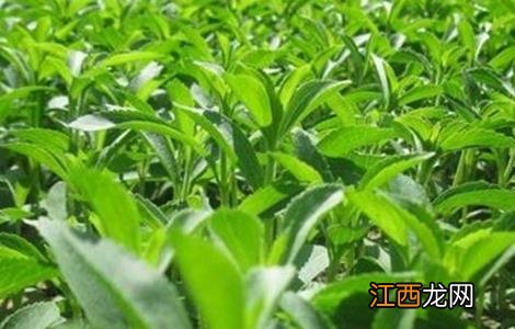 甜叶菊种植注意事项 甜叶菊的种植方法及田间管理