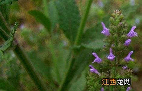 雪见草的繁殖方法图解 雪见草的繁殖方法