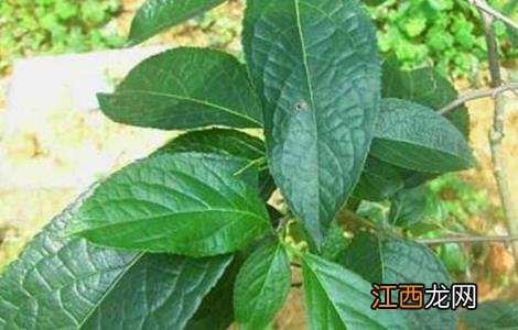 杜仲的种植条件 杜仲的种植条件是什么