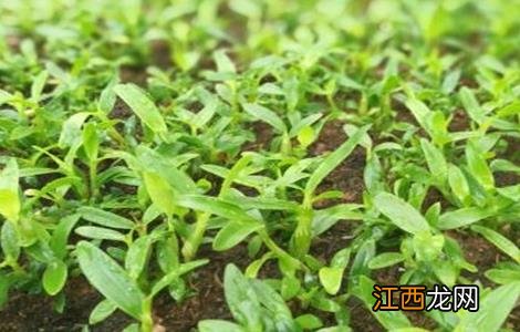 金钗石斛的种植方法视频 金钗石斛的种植方法