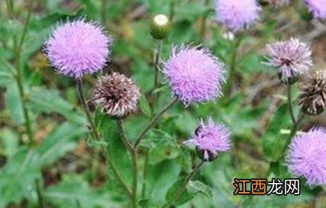 漏芦的种植技术 漏芦的种植技术有哪些