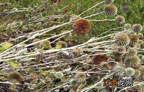 漏芦的种植技术 漏芦的种植技术有哪些