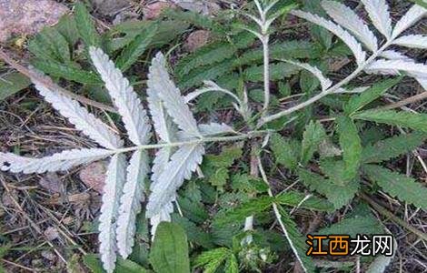 翻白草种植技术及亩效益 翻白草的种植技术