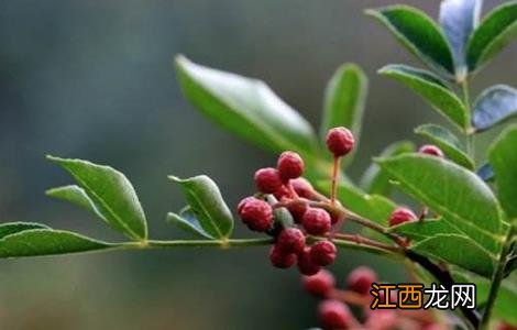 花椒树的繁殖方法和技术 花椒树的繁殖方法