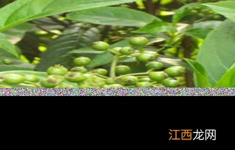 常山县苗木基地 常山的种植技术