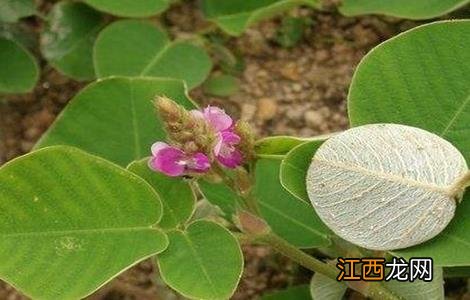 广金钱草的种植方法 金钱草的种植技术