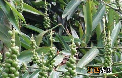 益智仁的种植技术有哪些 益智仁的种植技术