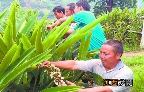 砂仁的种植条件 砂仁的种植条件是什么