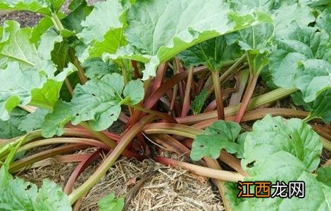 大黄的种植技术和亩效益 大黄的种植技术