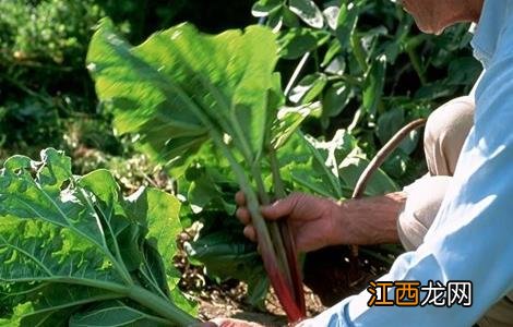 大黄的种植技术和亩效益 大黄的种植技术