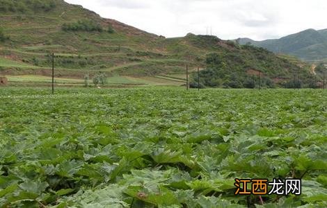 大黄的种植技术和亩效益 大黄的种植技术