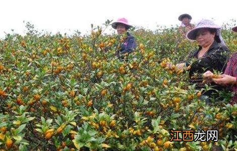 栀子的种植技术要点 栀子的种植技术